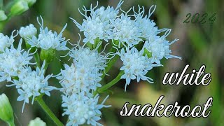 White Snakeroot [upl. by Gaultiero]