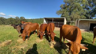 Small acreage cattle farming Australia [upl. by Thessa227]