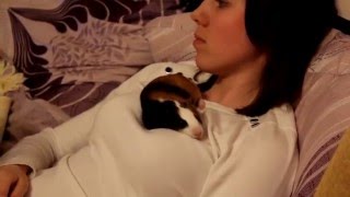 Guinea Pig sleeping like a cat  Морская свинка спит как кот [upl. by Dugan484]