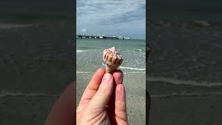 Early bird gets the shells 🐚☀️ StPeteBeach PassAGrilleBeach Shells Beaches Beach beachvibes [upl. by Amian582]