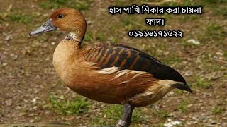 bali hash dhora faddak pakhi dhora fadwaterhen dahuk bird trap hunting [upl. by Drallim]