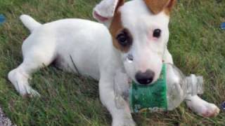 Jack Russell Terrier The Jack Russell Song [upl. by Stoller249]