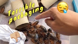 Dubia Roach Unboxing GONE WRONG  ALL DEAD [upl. by Notgnimer725]