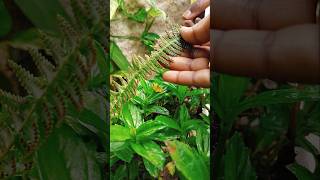 Sporangia in Fern plant [upl. by Hteik]