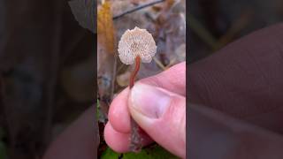 Ear Pick Fungus  Auriscalpium vulgare mushroom wildmushrooms [upl. by Ness]