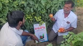 Seminis Bayer Company Hybrid Tomato Ashutosh 🍅 pH 9440933489 [upl. by Thursby]