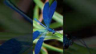 LibélulaAzul libelula libelula insetos fatos curiosidades curiosidad nature [upl. by Enicnarf]