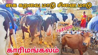 3042024 karimangalam cow market  Biggest cow market Dharmapuri district கை கறவை மாடுகள் சினை மாடு [upl. by Idelle]