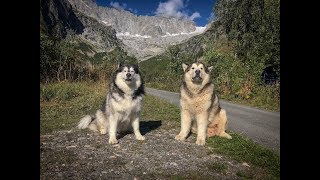 TRAVELLING EUROPE WITH MALAMUTES FRANCE VLOG CLIMBING MOUNTAINS CABLE CARS GLACIERS [upl. by Dosi267]