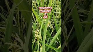 Grasshopper attack Symtoms shortsvideo farming redrice [upl. by Narual]