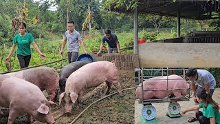 Giant pigs are sold for high prices Catch pigs and sell them to traders  Ep 301 [upl. by Ardnaxila321]