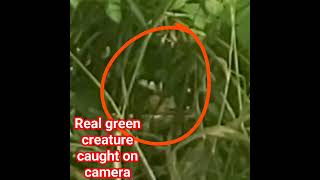 real strange creature caught on camera👽 shorts elf pixie duwende duende alien [upl. by Roarke]