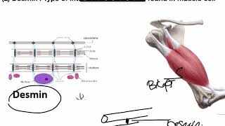 Cytoskeleton pt 4 [upl. by Oakman605]