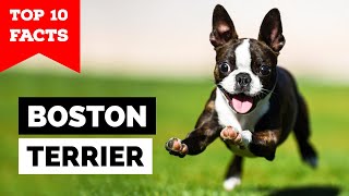 Boston Terrier  Top 10 Facts [upl. by Disharoon367]