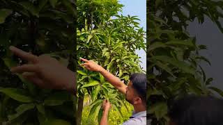 Vastara All time mango plant  Ranchi Salimaar Sadabahar Nursery agrinature agro [upl. by Euqinommod]