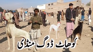 KohatDogMandi Pakistan ki sub se mashoor dog mandi [upl. by Ttegdirb]