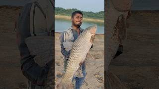 Indian Carp Fish  King Size Carp Fish  Record Size Carp Fish 🥰fishing carpfish shorts short [upl. by Aneeg]