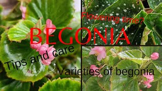 BegoniaTips and care for growing begoniaBegonia waxBegonia maculataPropagate begonia [upl. by Demona]