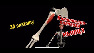 Клювовидноплечевая мышца 3d anatomy MUSCLE MOTION [upl. by Carbrey431]