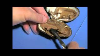 Clam Dissection Student Cut 2 for Lesson Plan [upl. by Runkle]