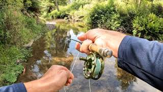 Otways Trout on Fly  Part2 3 [upl. by Duval]