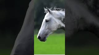 Grey dapples horse Grey Dapple Horse [upl. by Bruis726]