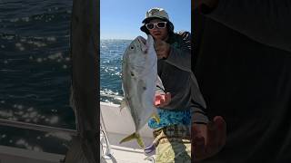 Jack Crevalle Is My Alibi florida fishing trending shorts [upl. by Child]