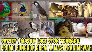 🔴 SUPER MURAH  STOK TERBARU HARI INI GASS LAGI BURUNG IMPORT amp LOKAL 083875536945 [upl. by Enimzzaj]