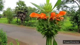 Klip dagga plant Leonotis nepetifolia [upl. by Conlon229]