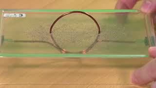 Magnetic field of a currentcarrying wire Visualization using iron powder [upl. by Seda707]