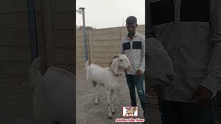 Bakri For Sale Faizan 8691008769Worli Lotus Mumbai mashaallah apnabakraadda [upl. by Chatwin]