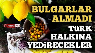 Bulgarlar Geri Gönderdi Türklere Yedirecekler Tonlarca Limon ve Biber [upl. by Cavuoto920]