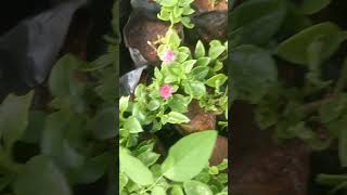 aptenia nature plants sreevidya nursery rachuloor [upl. by Rivard]