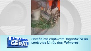 Bombeiros capturam Jaguatirica no centro de União dos Palmares [upl. by Leraj]