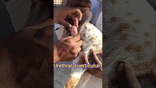 Urethral diverticulum in kid [upl. by Ikcaj]