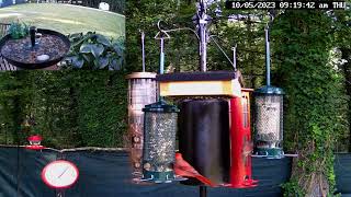 Daily Live Backyard Birds Baths amp Random Wildlife live birdlovers [upl. by Aneehsat]