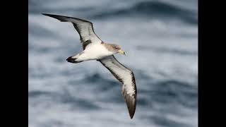 Corys Shearwater call [upl. by Sybley]