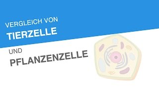 VERGLEICH VON TIERZELLE UND PFLANZENZELLE  Biologie  Biologie der Zellen [upl. by Lenahtan]