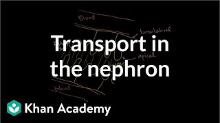 Secondary active transport in the nephron  Renal system physiology  NCLEXRN  Khan Academy [upl. by Carn]