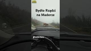 Święte Krowy na Maderze [upl. by Bashemeth]