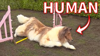 A human turns into a dog I tried agility in realistic dog costume [upl. by Hazelton234]