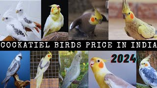 Cockatiel birds price in IndiaCockatiel birds price 2024All types of Cockatiel birds birdsnature [upl. by Lirrehs]