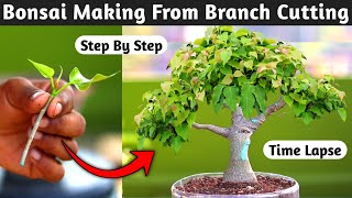 Bonsai Making From Branch Cutting [upl. by Wicks536]