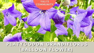 Platycodon grandiflorus Balloon Flower by Yali’s Community a Majestic Long Blooming Perennial [upl. by Asirem]