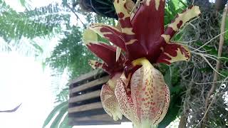 Stanhopea tigrina [upl. by Gar]