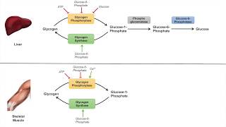 Glycogen Metabolism  Glycogenolysis  Pathway Enzymes and Regulation [upl. by Goldwin181]