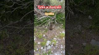 Quokka tylko w Australii [upl. by Redna]