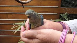 Red Rump Parrot Babies Part 2 [upl. by Oringa]