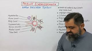 Water Vascular System in Echinodermata English medium profmasoodfuzail echinoderms [upl. by Wivinah]