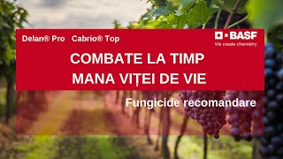 Mana Vitei de Vie Fungicide EFICIENTE pentru Combatere [upl. by Eened]